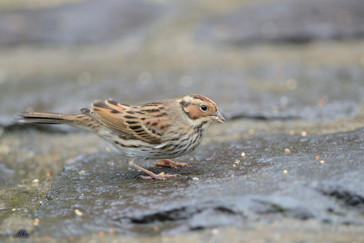 Little_Bunting_5265