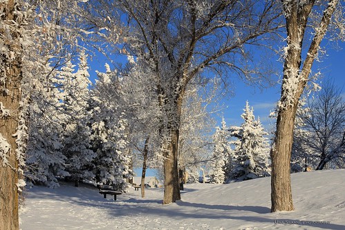 park blue winter sky white snow tree calgary pine sunny alberta wonderland