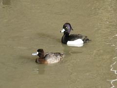 WWT Slimbridge: Tufted duck (male) and Scaup (female)