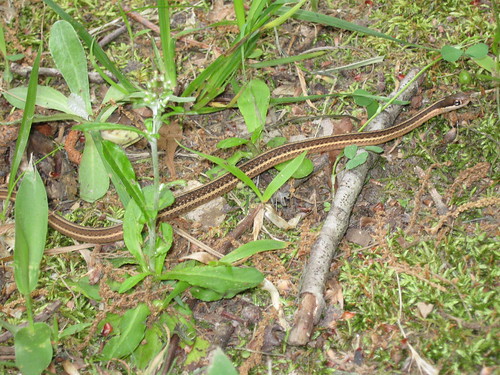 landscapes southcarolina snakes mothernature reptiles cawcawinterpretivecenter