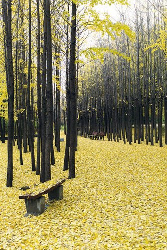 leica autumn forest 35mm 4th korea summicron seoul m9 서울 한국 대한민국 gettykorea12q4