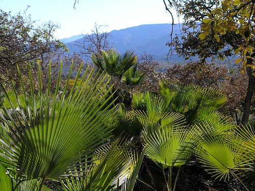 plants mountains latinamerica forest mexico flickr oaxaca gps 2007 mex regiónmixteca