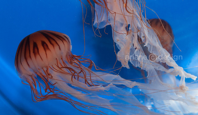 Vancouver Aquarium Luminescence/Japanese Sea Nettle