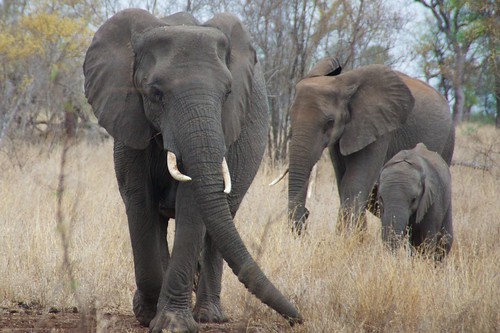 africa elephant southafrica safari matriarch singita lebombolodge