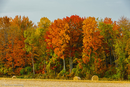 usa wisconsin fallcolor unitedstates athens locations hwy104 sceniclandscape centralwisconsin