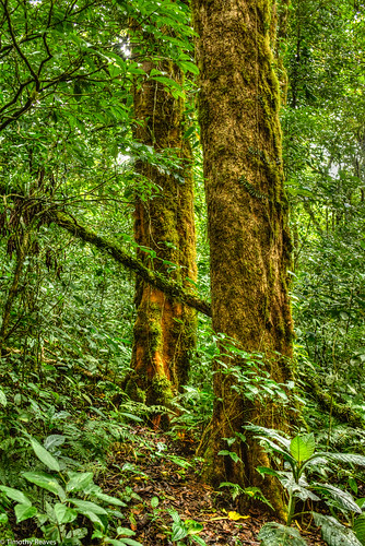 costarica places monteverde cloudforest puntarenas hdr guanacaste