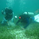 Collecting Seagrass Sample in Dugong Feeding Habitat_rez