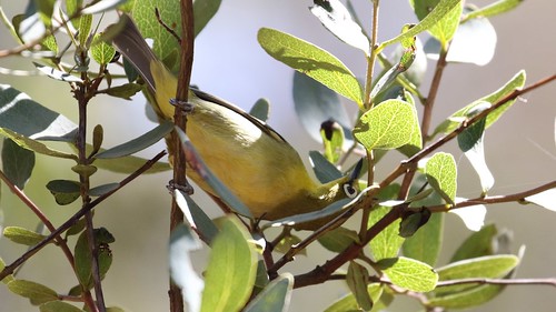 birdsofsouthafrica capewhiteeye kuthababushlodge modimolle zosteropscapensis
