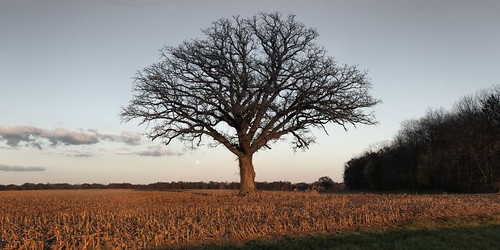 trees tree illinois thetree