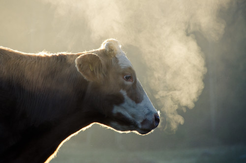 brown sunlight white field sunrise cow sweden bokeh farm smoke swedish steam breathing fume utandningsånga