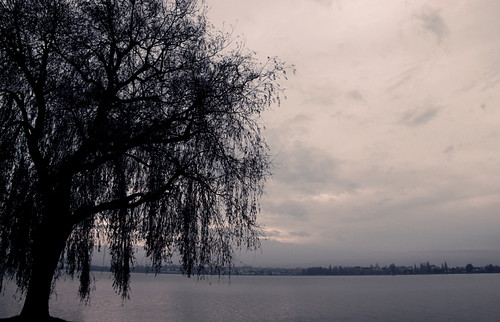 winter lake tree water see weide wasser day cloudy willow bodensee baum lakeconstance