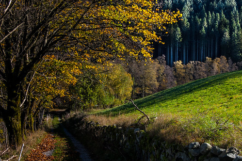 autumn trees nature leaves landscape norge rogalandfylke