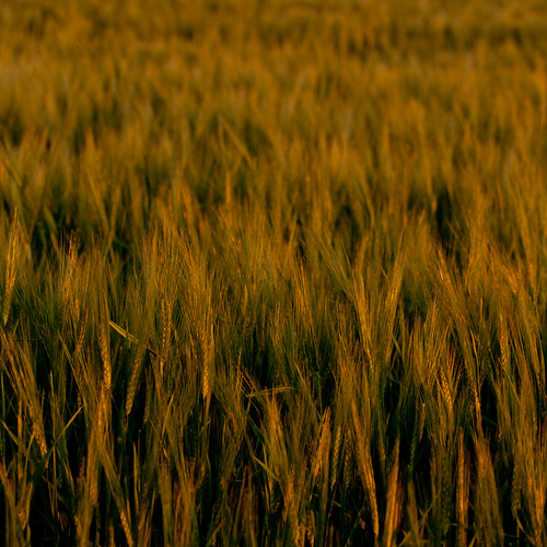 summer sunlight field square gold wheat july fields 2012 lacstjean métabetchouan rebelxti