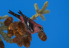male White-winged Crossbill