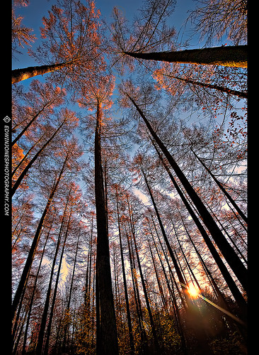 november blue autumn red wild england sky colour tree green art fall nature colors leaves yellow forest photoshop sunrise woodland season downs landscape outdoors gold dawn sussex photo leaf moss big ancient woodlands perfect warm europe branch colours floor westsussex earth sony picture sigma fork wideangle bark twig trunk change colourful leafs autumnal hdr southdowns olor a700 slindon leaffall topazprocessing