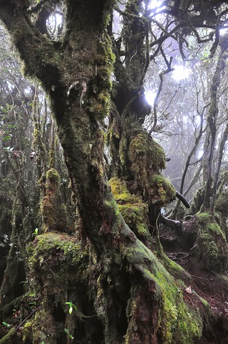 mist nature cameronhighlands pahang mossyforest westmalaysia gunungberincang jungetrek