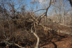 Hurricane Sandy Damage at Mill Pond Park, Bellmore, New York. 2012