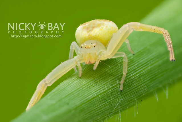 Crab Spider (Thomisidae) - DSC_5013