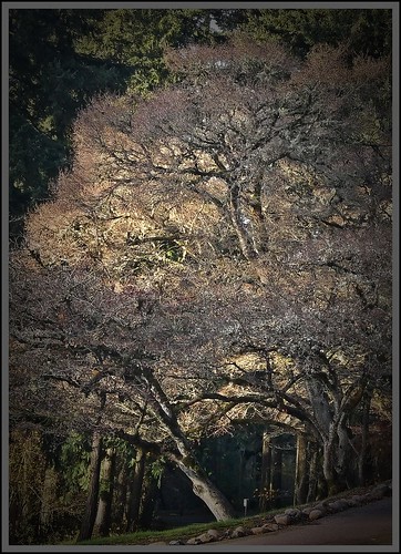 trees tree fall oregon fallcolor beaverton finepix fujifilm citypark washingtoncounty mygearandme ax550 jekinsestate