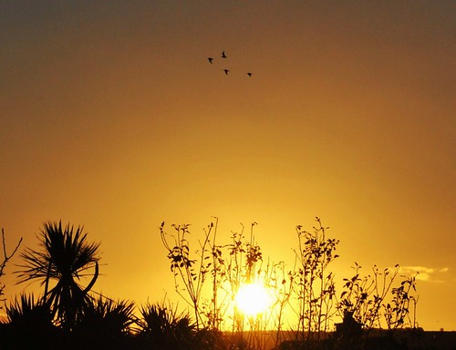uk trees sky sun birds sunrise cornwall newquay cornish