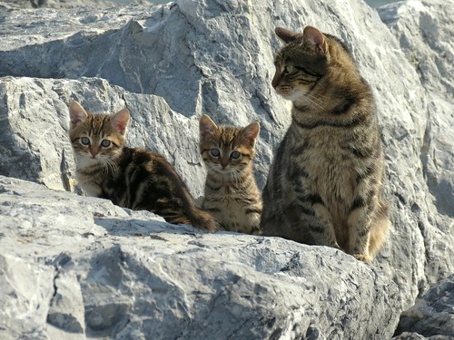 cat kat chat moda istanbul gato katze gatto kedi katt kissa kadıköy