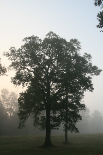 trees fog spider louisiana web mthermon