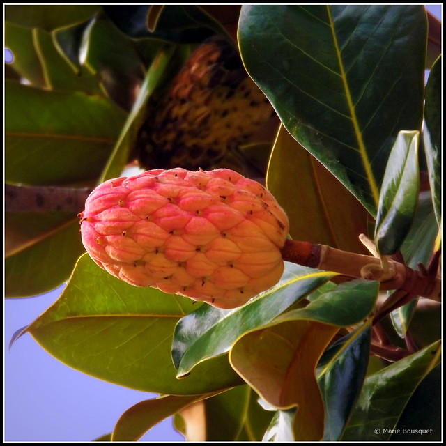 Fruit du magnolia grandiflora | Flickr - Photo Sharing!