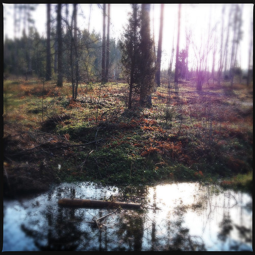 camera forest spring läppe sörmland iphone4s