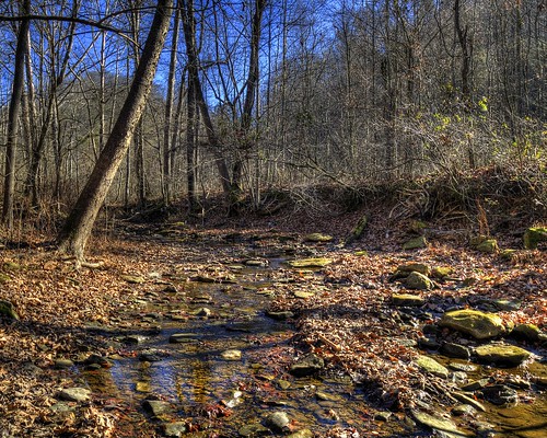 fall leaves rural creek kentucky turnerscreek