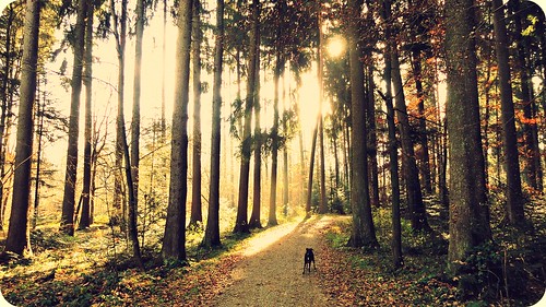 dog nature forest sunrise landscape outdoors switzerland hiking