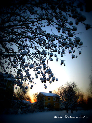 winter tree swedish explore marshmallow sverige solnedgång snowytree kallt snöigtträd