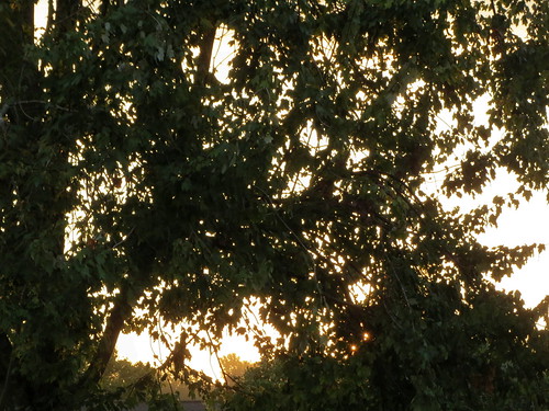 lumberton nc northcarolina robesoncounty tree trees morning sun sunrise sunshine sky nature landscape natural