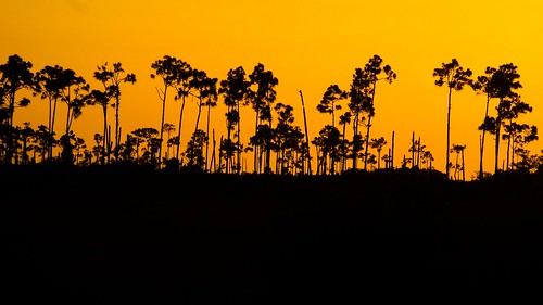 sunset usa silhouette nationalpark sonnenuntergang florida everglades slashpine urlaub2012