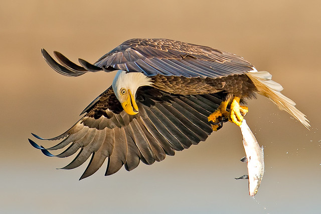 Decisive Moments of Bird Photography Gallery