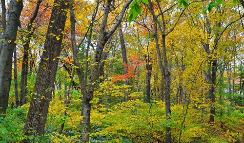 cromwell watrous autumn johnjmurphyiii park connecticut usa 06416 foliage