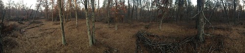 cabin woods hunting wi