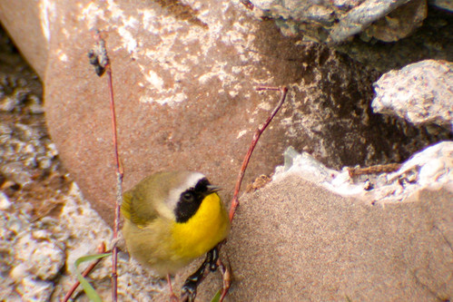 bird wildlife birding ornithology birdwatching oiseau faune commonyellowthroat ornithologie parulinemasquée grandmanan2005