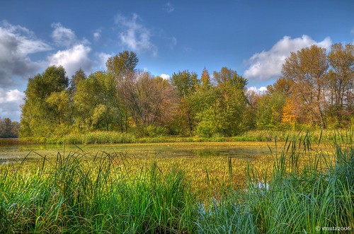 autumn red sky cloud plant color reflection tree green fall beach reed nature water grass leaves yellow cane creek river landscape leaf bush nikon scenery waterlily grove bank ukraine rush shrub kiev hdr duckweed backwater brushwood copse dnieper photomatix d5100