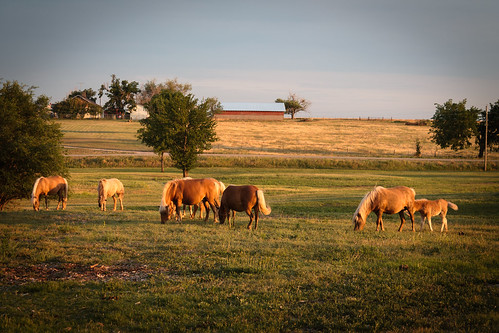 summer field animal mammal evening pony grazing