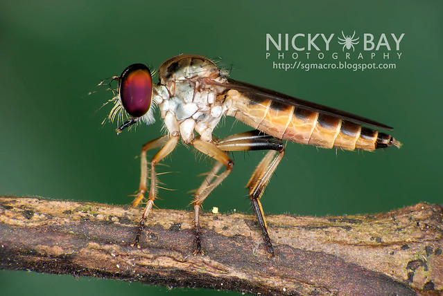 Robberfly (Asilidae) - DSC_7220