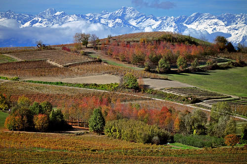 november autumn italy fall vineyard hill foliage piedmont monferrato pinodasti