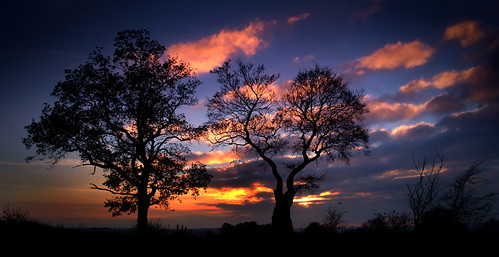 trees sunset england ngc lincolnshire fujifilm grantham x100