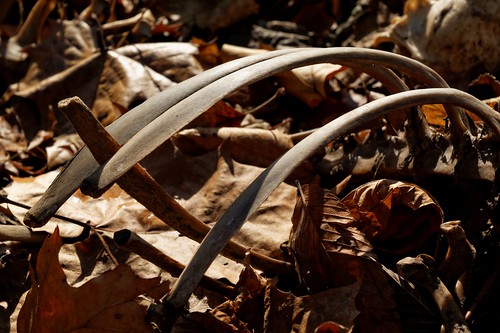 creek landscape skeleton fortune bones bainbridge carcass naturepreserve whitetail putnamcounty bigwalnutcreek hultz