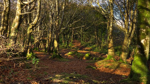 wood autumn ireland panorama irish tree verde green foglie landscape leaf view foglia leafs albero autunno hdr irlandese irlanda barna barnawoods panasoniclumixfz38