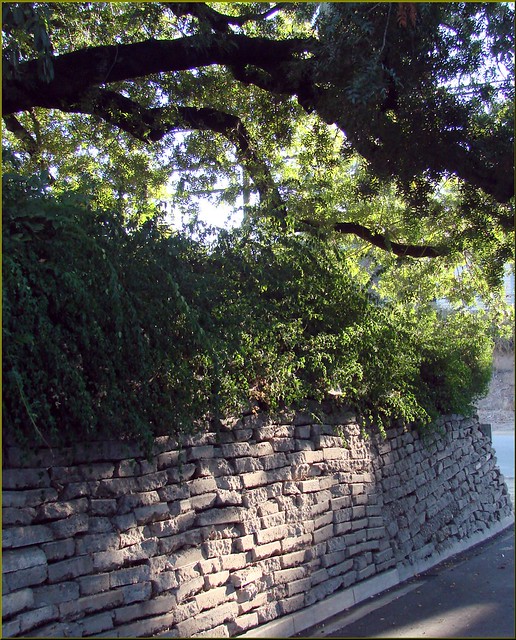 Tree and Wall, U of R 10-14-12