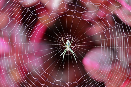 nature spider web cameronhighlands pahang thegalaxy westmalaysia nokeh