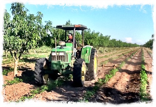 campo tomatillos cultivo ipad fértil guillermobuelna higueradezaragoza