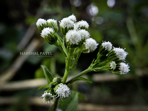 india flower macro nature photography sony gujarat 2012 dschx100v harshal27