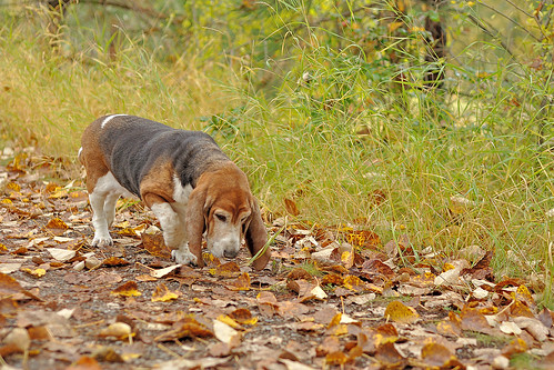 autumn dog fall leave washington leaf dof bokeh hound canine depthoffield sally trail basset wa pup bassethound kettlefalls
