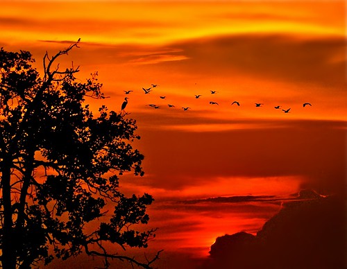 sunset nature birds paradise johor muar westmalaysia treecrane
